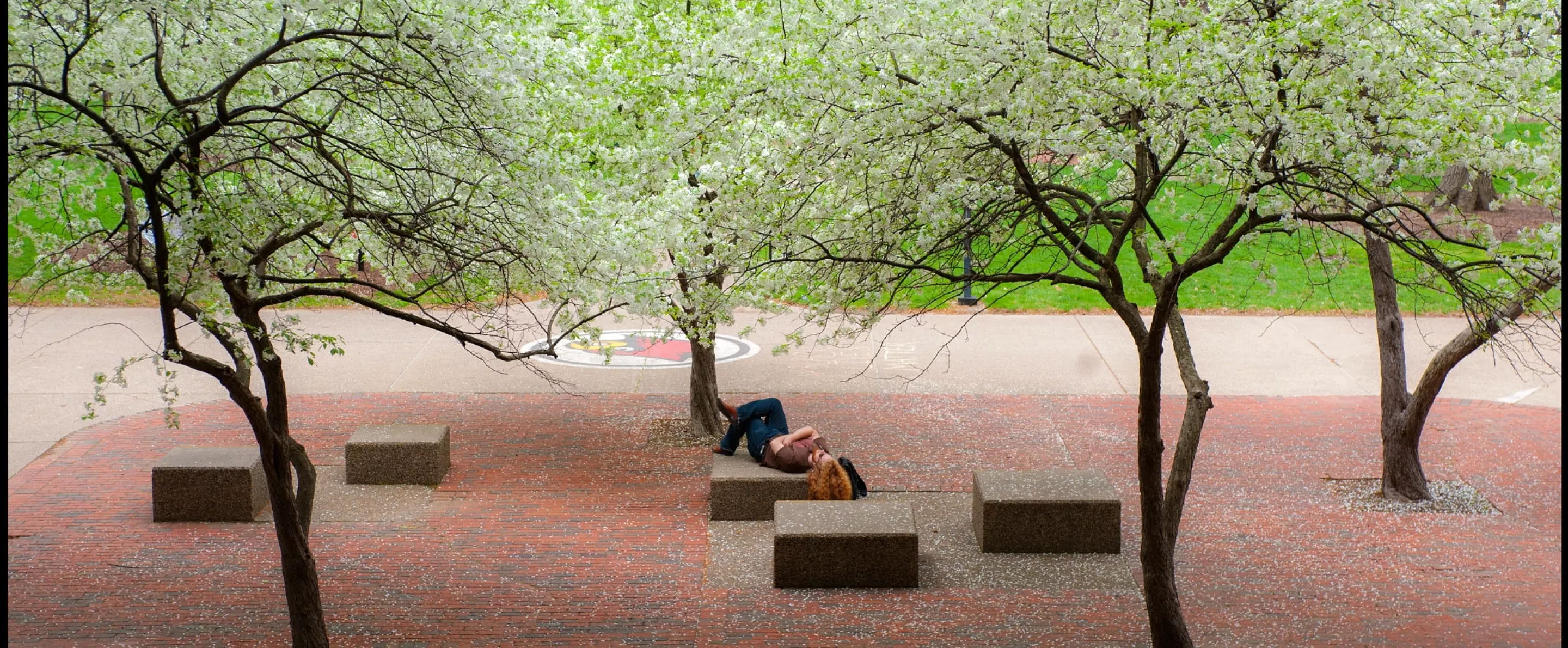 Student resting with many blooming trees in the Quad