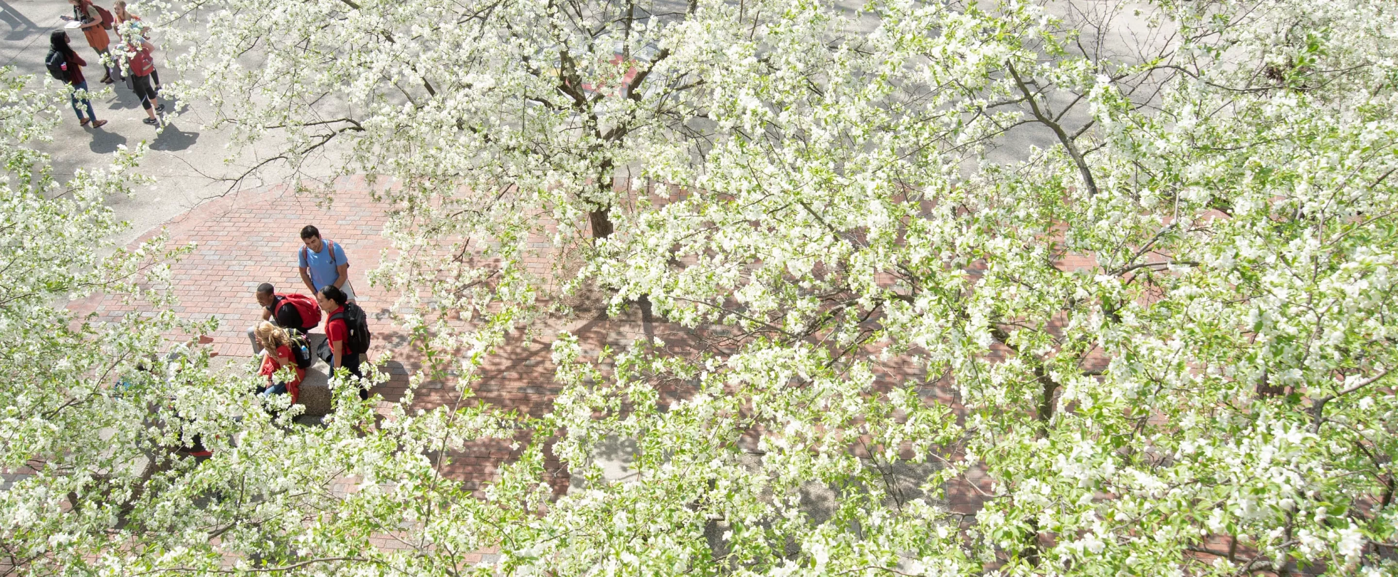 Overhead shot of students sitting outside on a spring day surrounded by blooming trees