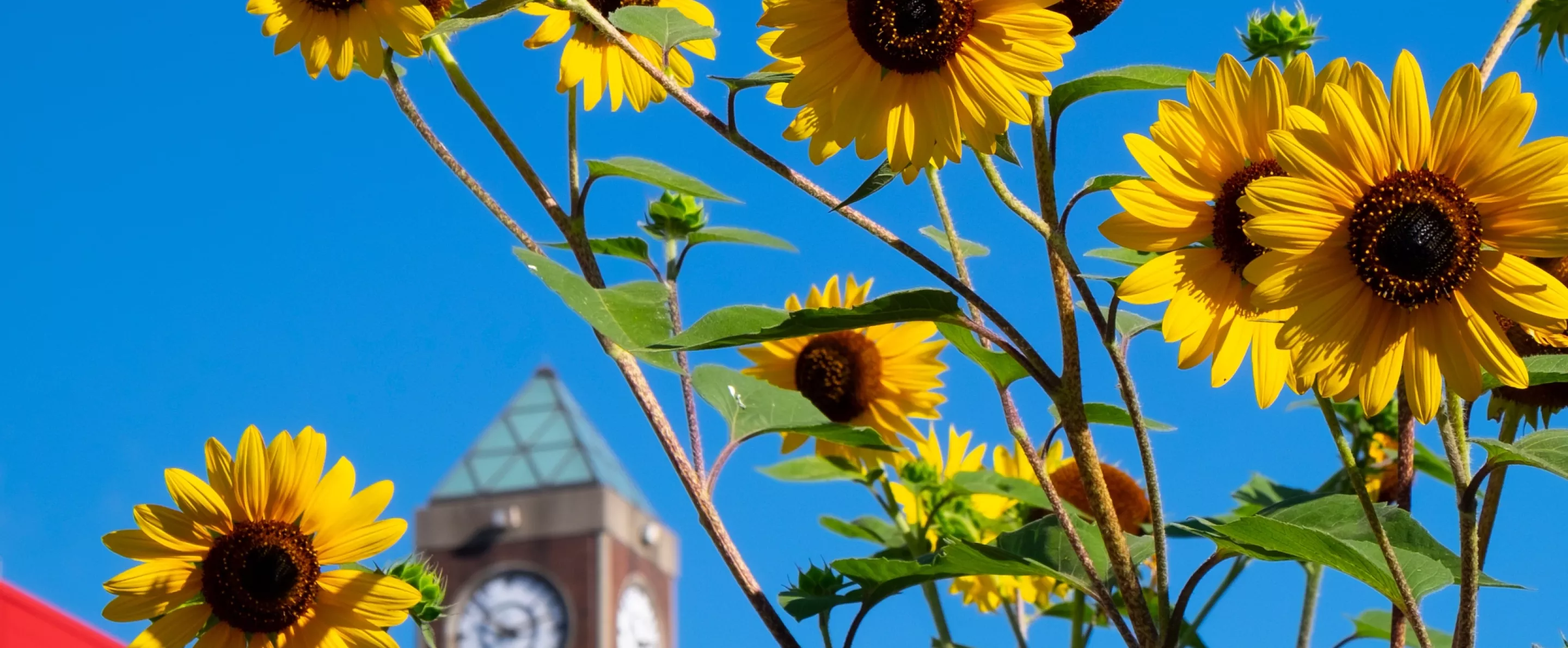 Alumni Clock Tower Fall 2022