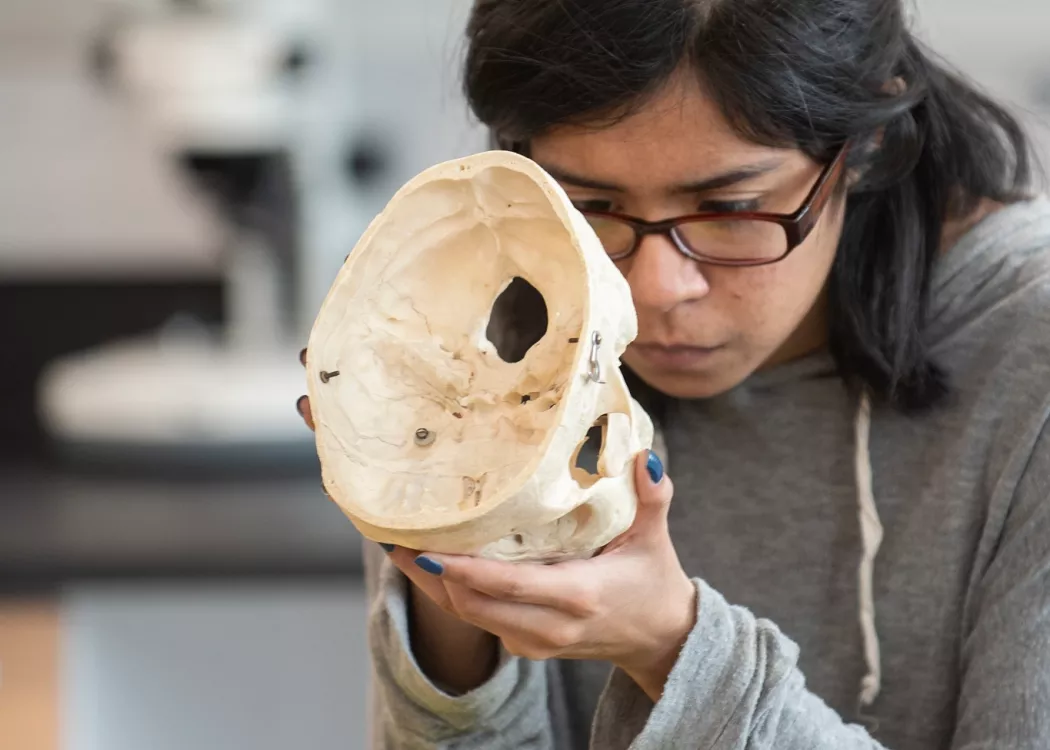 Student works on studying a skull in an Anthropology Lab